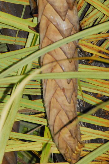 Guess This Plant Name and WIN a FREE orchid!