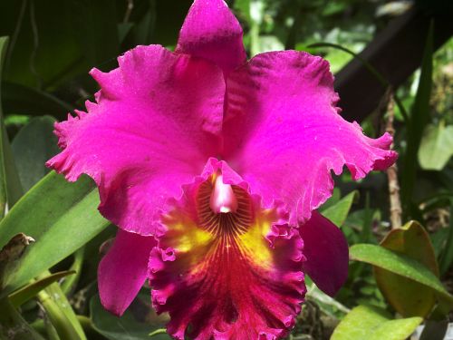 Blc Hawaiian Wahine'Carmela' Mericlone A fragrant reddish purple flower
